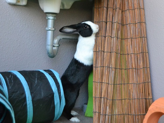 211205 koma DSC_1881 (2)