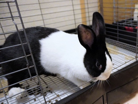 221230るりDSC04062 (2)