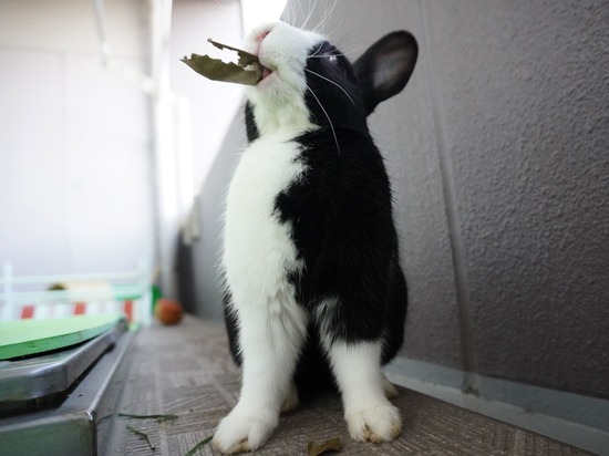 220129ビスケDSC04606 (2)