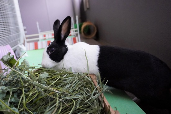 20230429くりDSC06211