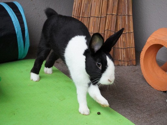 220213ビスケDSC06572 (2)