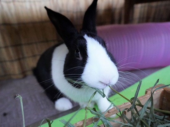 220129クッキーDSC04119 (2)