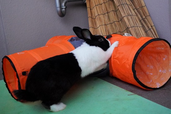 20230503げんDSC08691