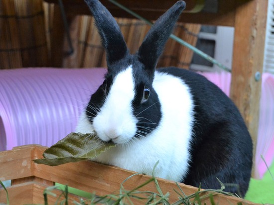 211123 komaDSC_1397 (2)