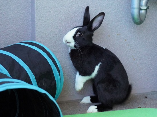 220110ビスケDSC03134 (2)