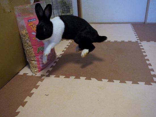 220904くろみつDSC00396 (2)