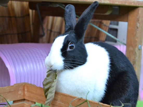 211123 komaDSC_1398 (2)