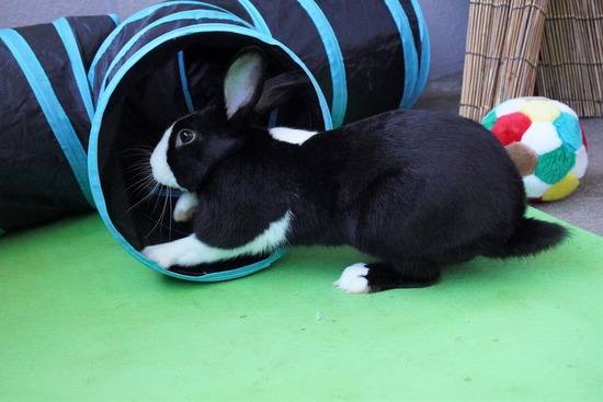 220212ビスケDSC05442 (2)