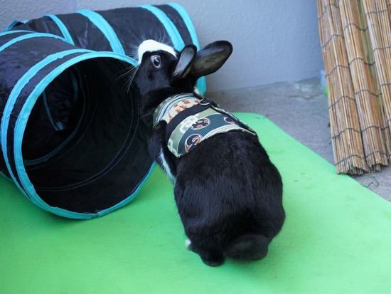 220101ビスケDSC00830 (3)