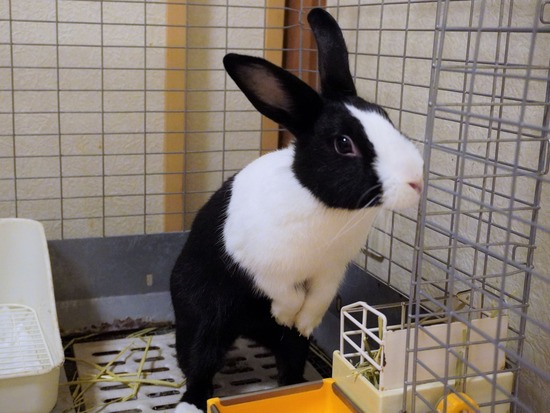 220827わらびDSC09162 (2)