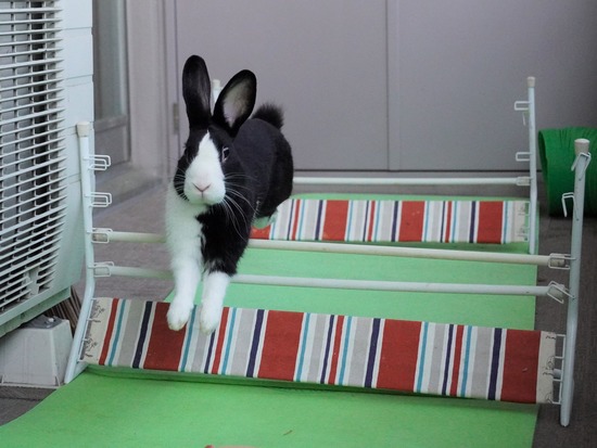 220410ビスケDSC00831 (2)