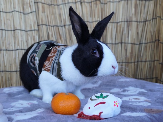 220101クッキーDSC00571 (2)