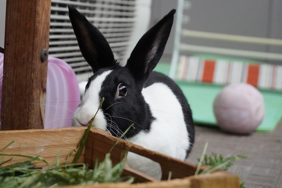 20230611みるDSC00622