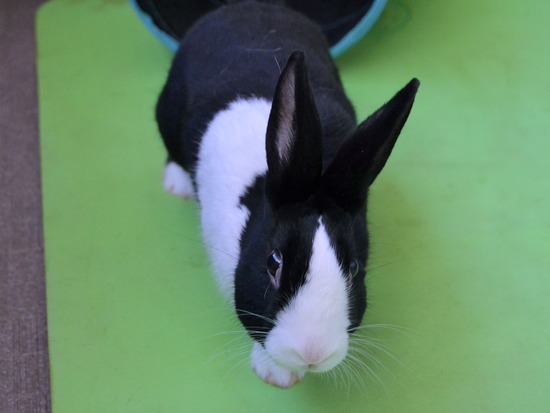 211226 ビスケDSC_1390 (2)