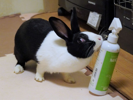 220827きなこDSC08994 (2)