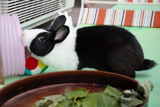 20230429げんDSC06880