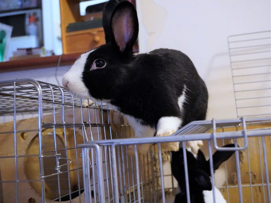 220709ビスケDSC07446 (2)