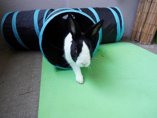 220505ビスケDSC03573 (2)