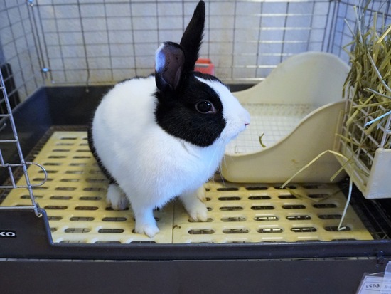 220904しらたまDSC09679 (2)