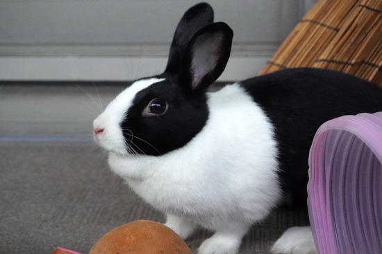 20231001あいDSC03448