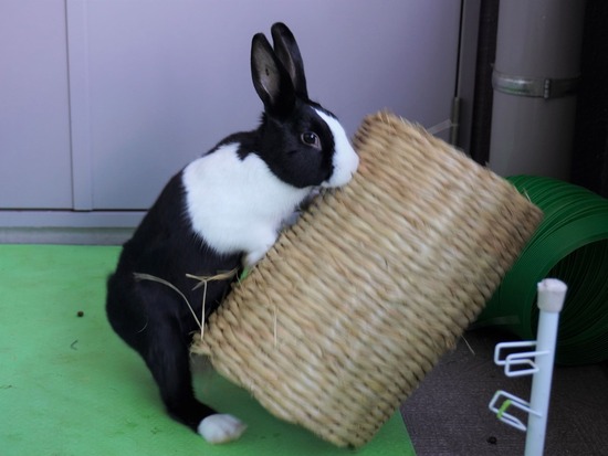 220103ビスケDSC01773 (2)