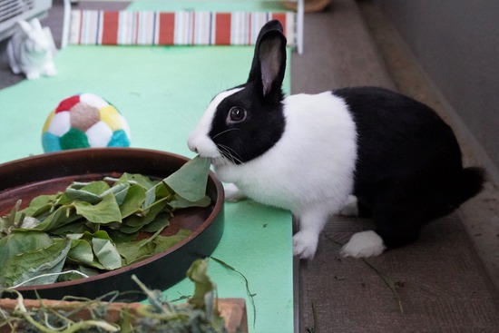 20230429あいDSC06737