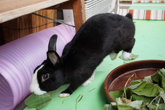 20230429こんDSC06433