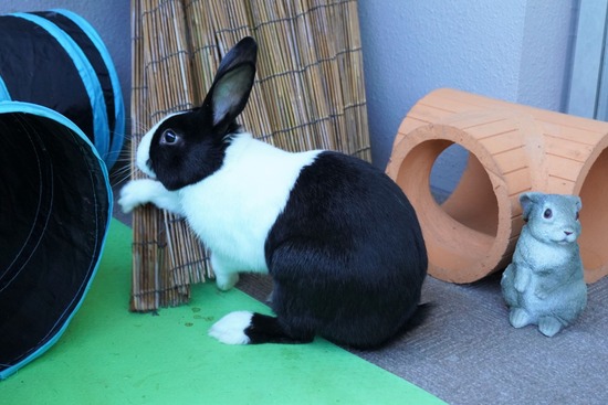 220103クッキーDSC01483 (2)