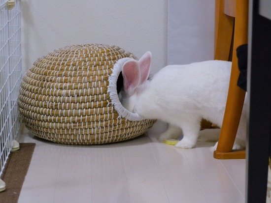 210828 ミルクDSC_2080 (2)