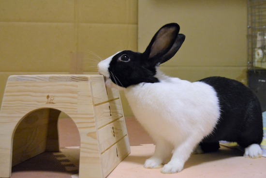 210815 こまDSC_2259 (2)