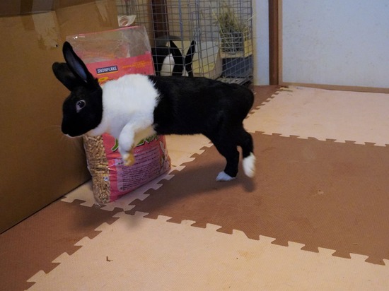 220904くろみつDSC00357 (2)