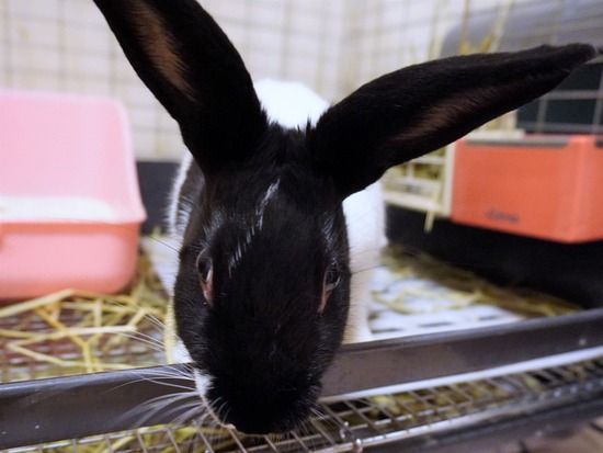 220827くろみつDSC08934 (2)