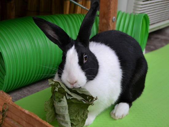 210905 こまDSC_2269 (2)