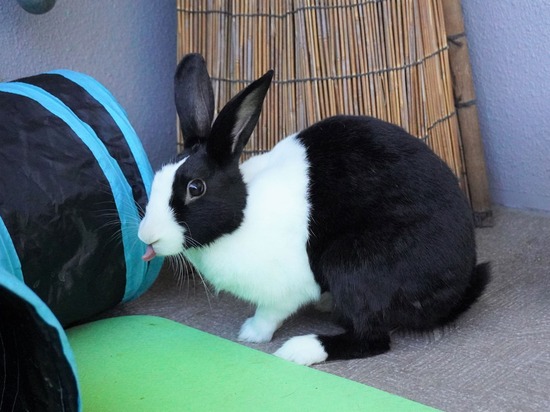 220110komaDSC02801 (2)