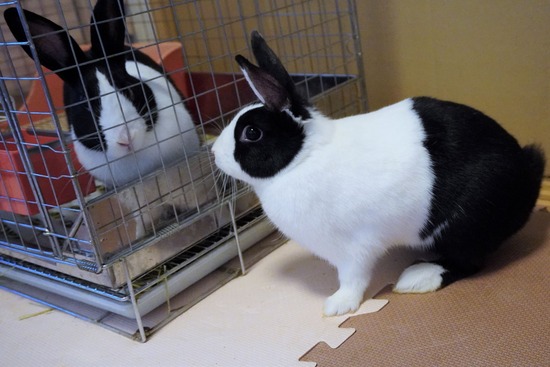 220904しらたまDSC09646 (2)