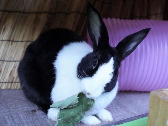 220212komaDSC06106 (2)