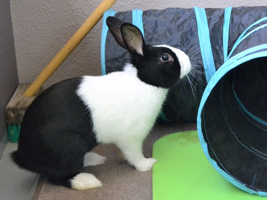 211226 クッキーDSC_1325 (2)