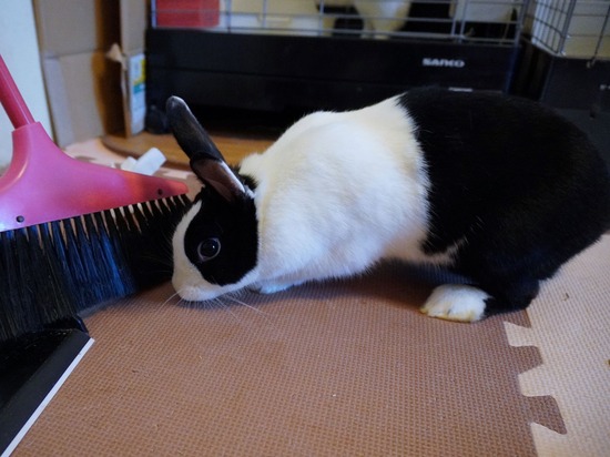 220904しらたまDSC09523 (2)