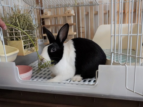 220205クッキーDSC05342 (2)