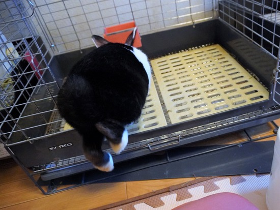 220904しらたまDSC09616 (2)