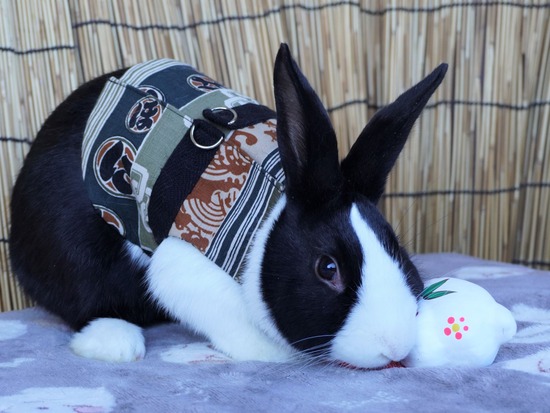 220101クッキーDSC00608 (2)