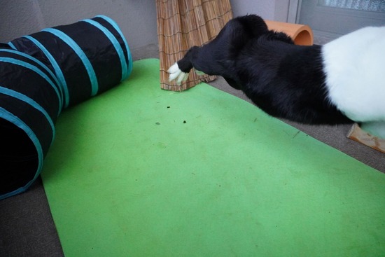 220129ビスケDSC04743