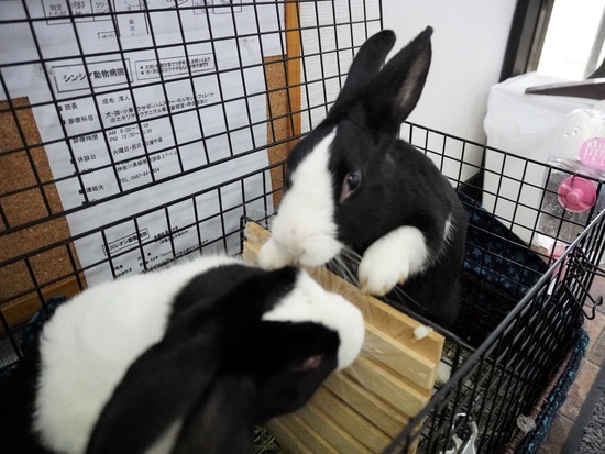 250205ビスケ＆クッキーDSC05319 (2)