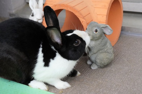 20230429こんDSC06484