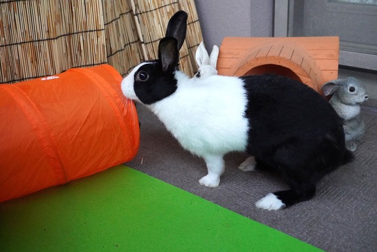 20231001くりDSC03666