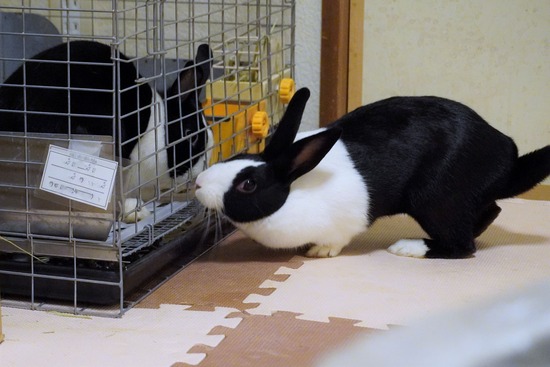 220827きなこDSC09018 (2)