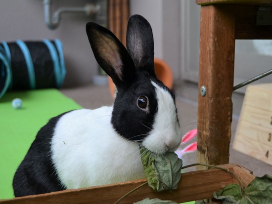 210905 こまDSC_2061 (2)