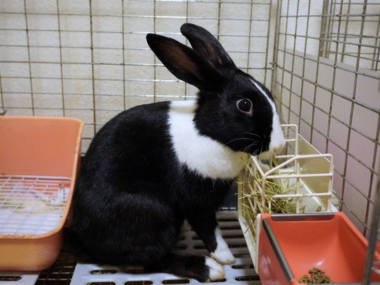 20220827もなかDSC08884 (2)