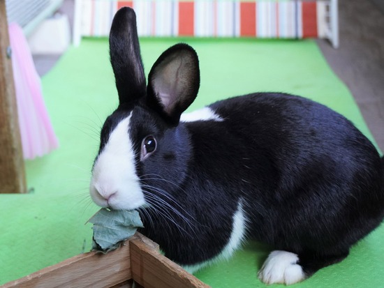 220103ビスケDSC02045 (2)