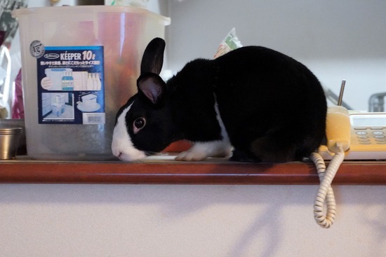 20220709ビスケDSC07319 (2)